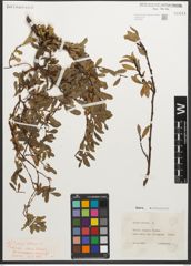 Foto von Salix retusa L.